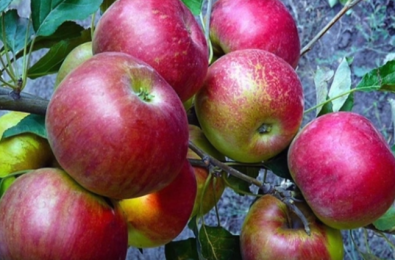 Польза свежих яблок