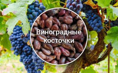 Что полезного в косточках винограда. Смотреть фото Что полезного в косточках винограда. Смотреть картинку Что полезного в косточках винограда. Картинка про Что полезного в косточках винограда. Фото Что полезного в косточках винограда